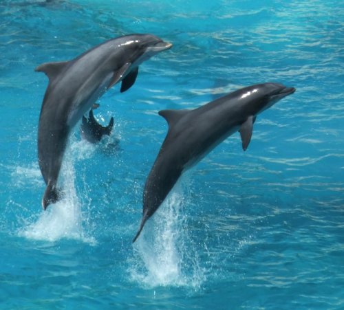 Deux dauphins sautant hors de l'eau